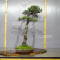 Pinus pentaphylla ref 19070191