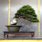 juniperus chinensis itoigawa ref:10100198