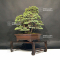 Pinus pentaphylla ref:22110194