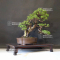 VENDU  juniperus chinensis itoigawa ref:16090193