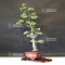 Pinus pentaphylla ref:16090194