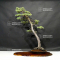 VENDU Pinus pentaphylla ref:16090196