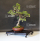 VENDU Juniperus chinensis itoigawa ref 18090191