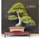 VENDU Juniperus chinensis itoigawa ref 18090192