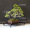 Juniperus chinensis itoigawa ref : 18090193