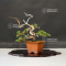 Juniperus chinensis itoigawa ref : 18090194