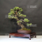 Pinus pentaphylla 18090195