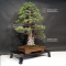 VENDU Pinus pentaphylla variété zuisho 18090198