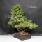 Pinus pentaphylla variété zuisho 18090199