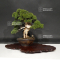 VENDU Juniperus chinensis itoigawa ref :18120194