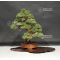 Juniperus chinensis itoigawa ref :18120195