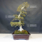 VENDU rhododendron variété kaho 4040205