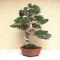 juniperus chinensis itoigawa ref 01050203