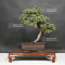 Juniperus rigida 19040205