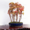 acer palmatum forêt ref :03050208