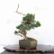 VENDU juniperus chinensis itoigawa ref:04050201