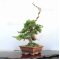 VENDU juniperus chinensis itoigawa 04050202