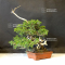 VENDU juniperus chinensis itoigawa 04050203