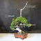 juniperus chinensis itoigawa 050502010