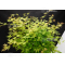 lace ® variété protégée