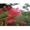 Acer PALMATUM set of 50 trees