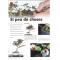 BONSAI FOCUS N° 113