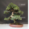 juniperus rigida ref: 04090192