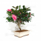 VENDU  camelia japonica ref 13110201