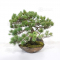 Pinus pentaphylla 6110202