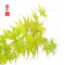 graines d'acer amoenum kawahara no midori