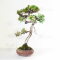juniperus chinensis itoigawa ref 01050201