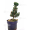 Pinus thunbergii "kotobuki" 35-40 cm.