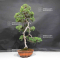 VENDU juniperus chinensis itoigawa ref 12090203