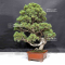 VENDU Juniperus chinensis itoigawa 12090207