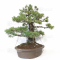 Pinus pentaphylla ref: 31010219