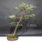 VENDU Pinus pentaphylla du Japon ref : 19050204