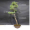 Pinus pentaphylla 19050206