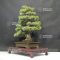 VENDU Pinus pentaphylla ref : 26050202