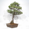 Pinus pentaphylla 23020211