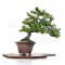 juniperus rigida ref 23020212