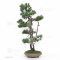 Pinus pentaphylla 25020211