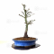 VENDU acer palmatum shishigashira ref:04030212