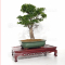 acer palmatum shishigashira ref: 150402128
