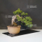 juniperus chinensis 270502122