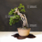 juniperus chinensis 25060213