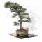 Pinus parviflora ref: 110202124