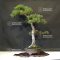 Pinus pentaphylla ref:25060215