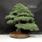 VENDU Pinus pentaphylla ref: 02070217
