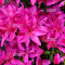 VENDU rhododendron  ref 04060215