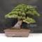 VENDU Pinus pentaphylla ref: 04060217